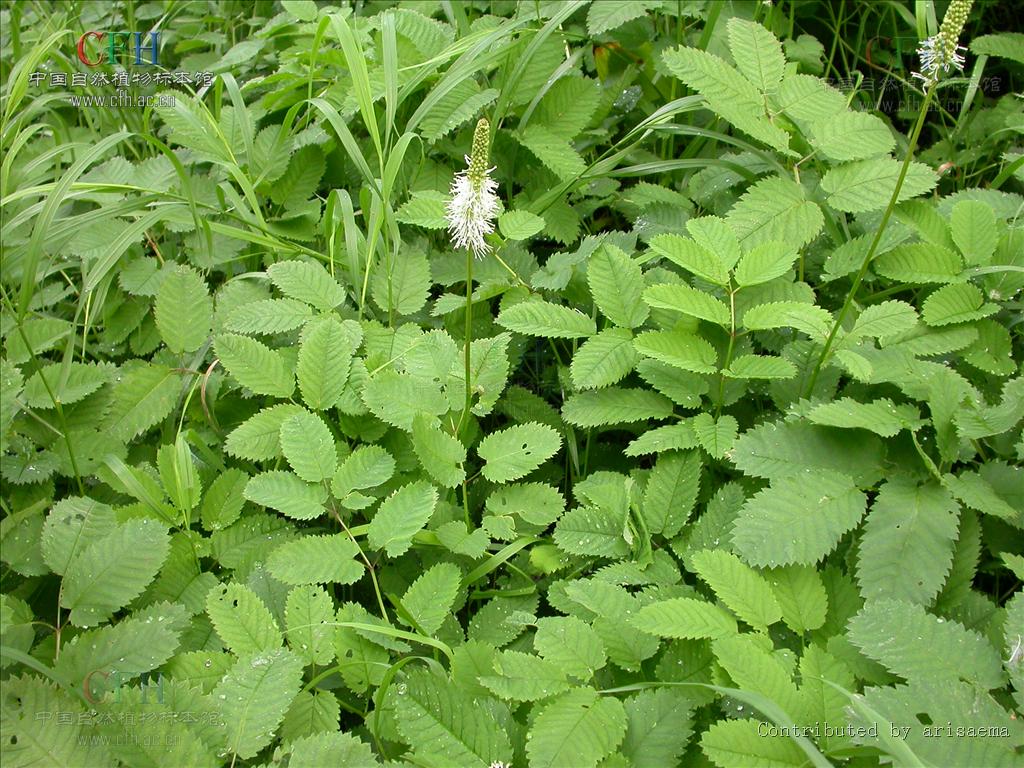  p> b>大白花地榆 /b>(学名: i>sanguisorba sitchensis /i>)是蔷薇科