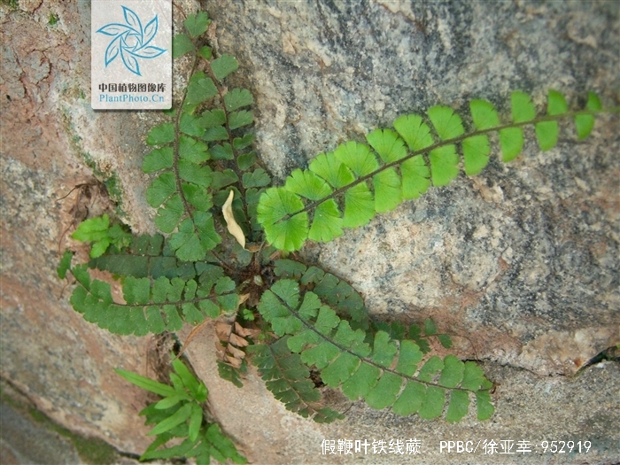  p>假鞭叶铁线蕨(学名: i>adiantum malesianum /i> ghatak)是铁线蕨
