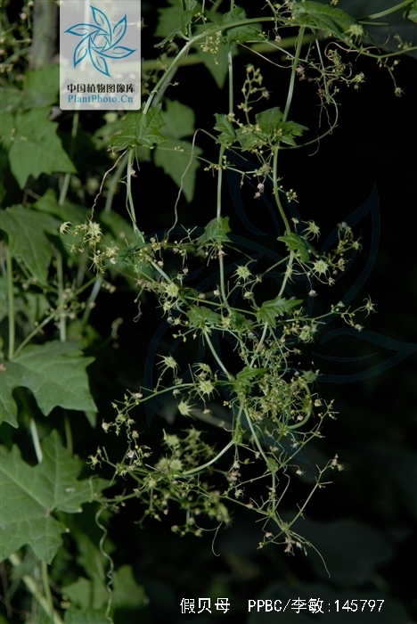 别名:土贝,大贝母(《本草纲目拾遗》),地苦胆,草贝.
