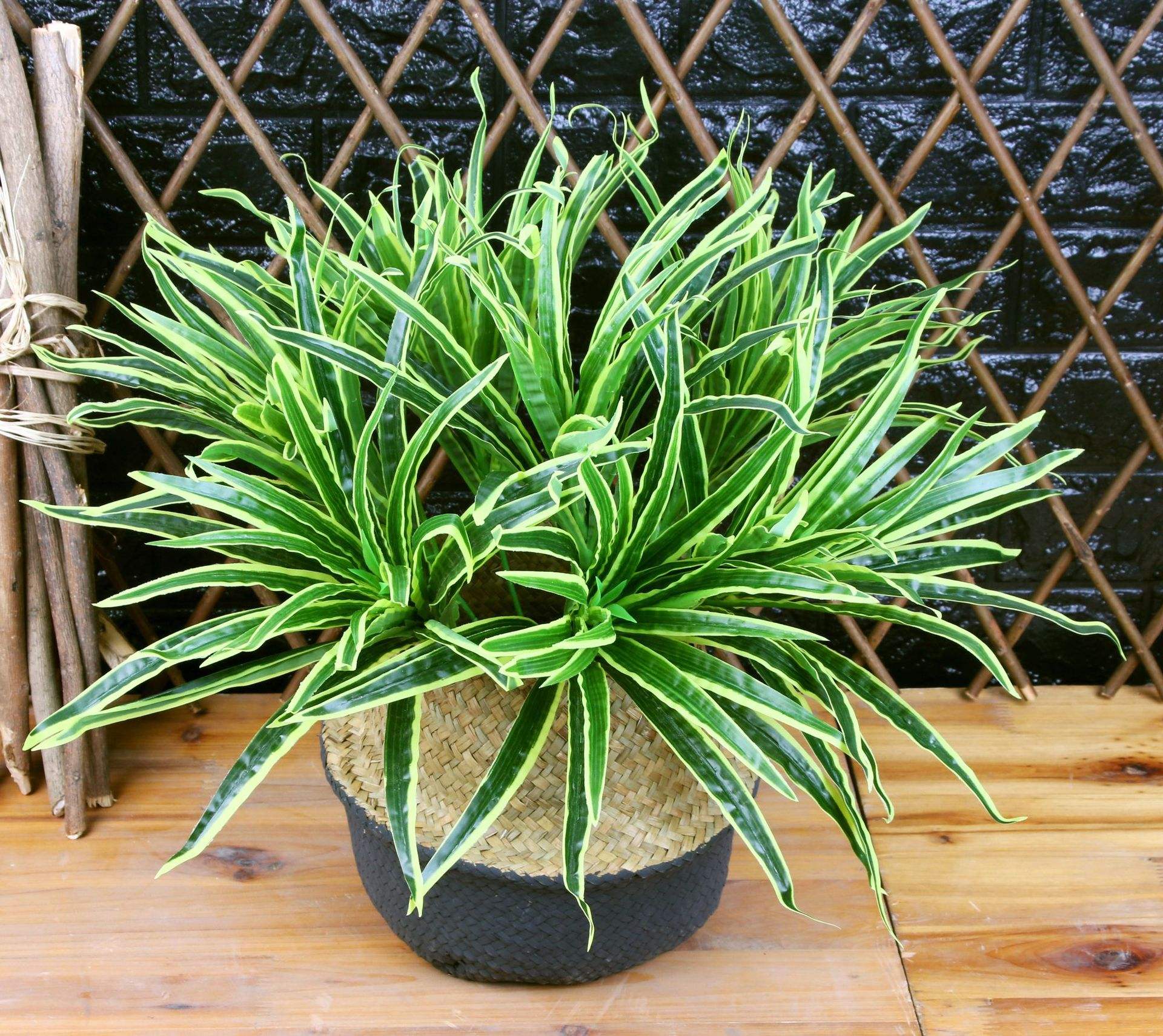 mediopictum),又名斑心宽叶吊兰,为宽叶吊兰的园艺栽培变种,叶片中心