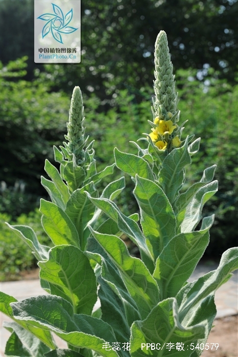 为玄参科毛蕊花属植物毛蕊花 i>verbascum thapsus /i> l.的全草.