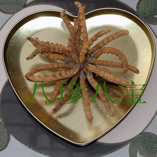  p data-id="gnx6gwjg3w">虫草蝙蝠蛾( i>hepialus armoricanus) /i>