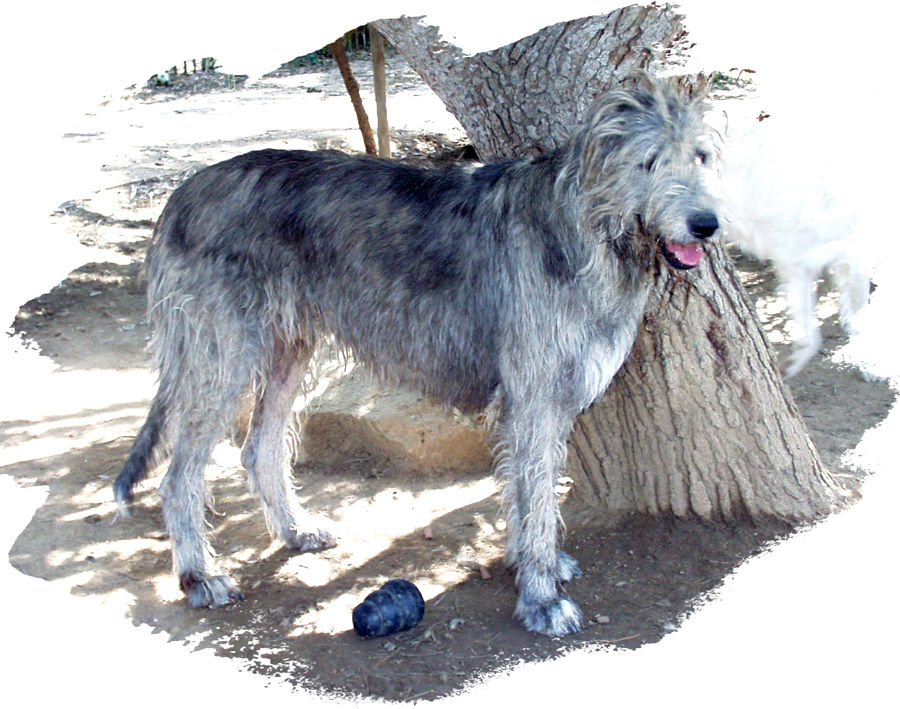  p>爱尔兰猎狼犬的英文名称为:irishwolfhound.