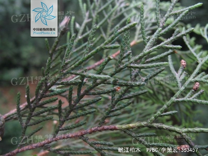  p>岷江柏木(学名: i>cupressus chengiana /i> s. y.