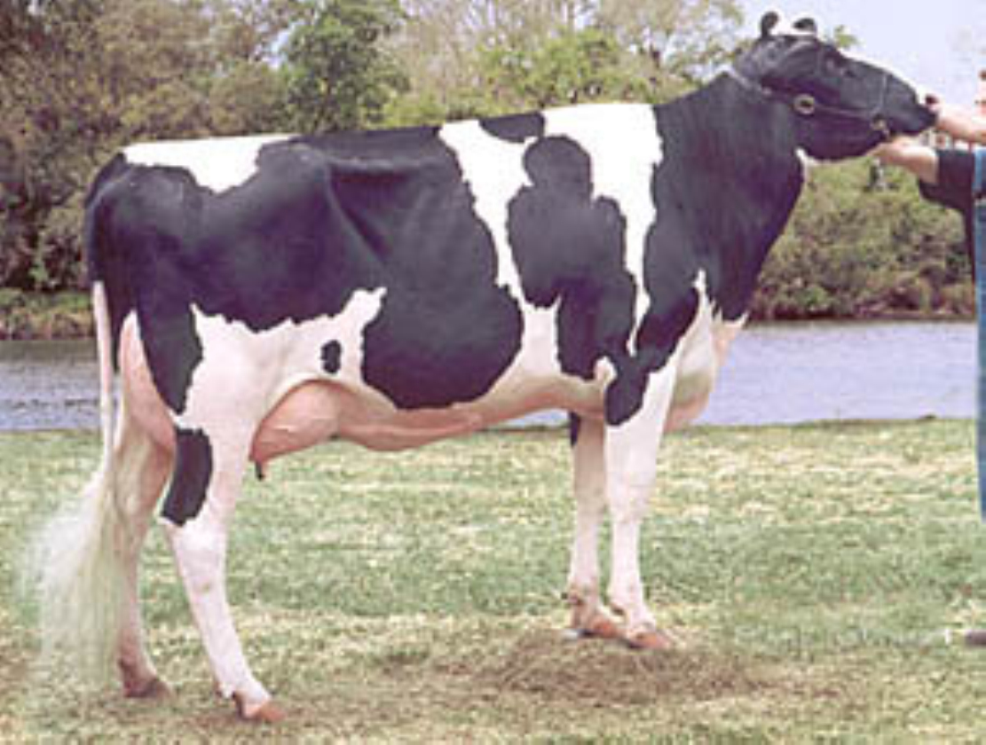 又称荷兰牛,黑白花奶牛