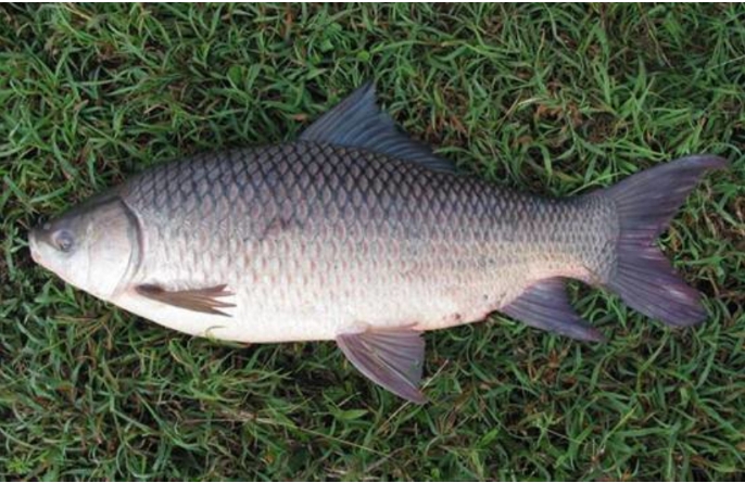 1909593">鲤科 /a>(cyprinidae)野鲮属(labeo)的非洲与亚洲河鱼的统称