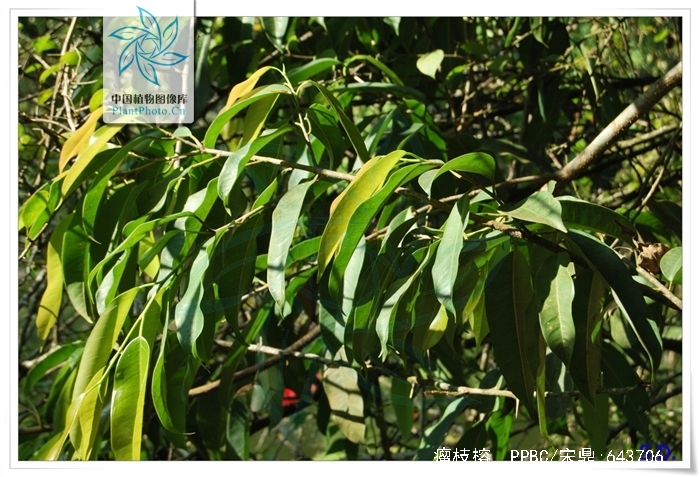  p> b>瘤枝榕 /b>(学名: i>ficus maclellandi /i>)是桑科榕属植物.