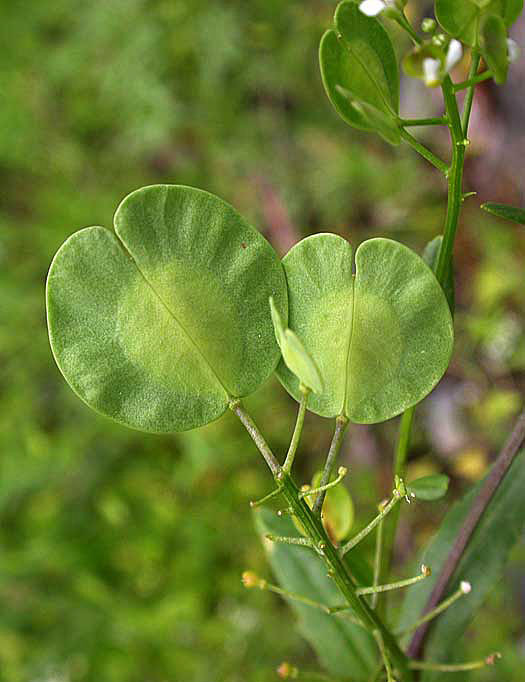 基生叶近莲座状,匙形,长1-3厘米,宽4-12毫米,顶端圆形.