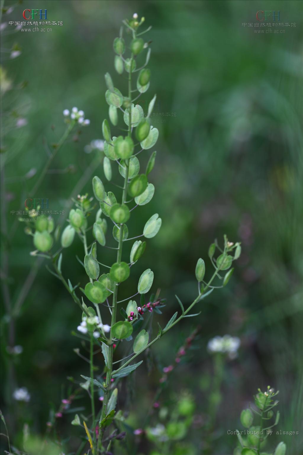 西藏菥蓂