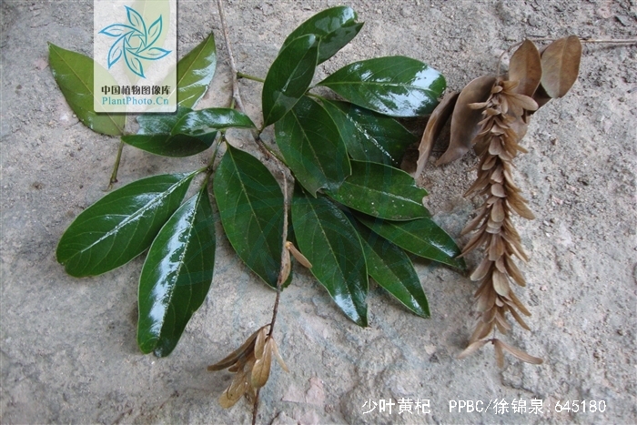  p>少叶黄杞(学名: i>engelhardtia fenzlii /i> merr.