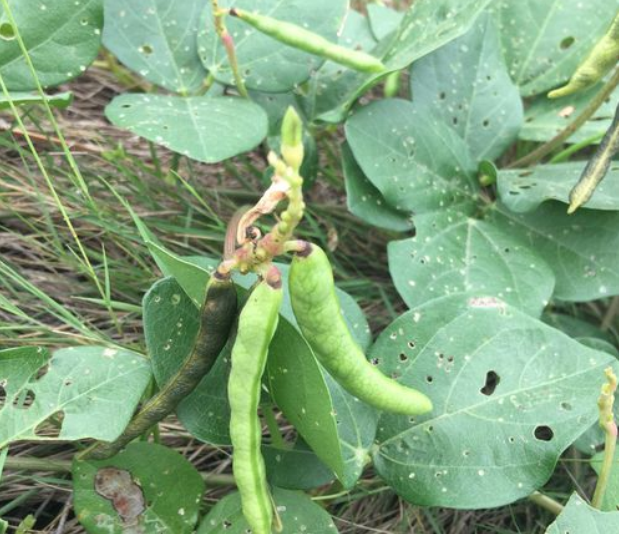 是豆科,豇豆属多年生匍匐或攀援草本,长可达数米;茎幼时被毛,老时