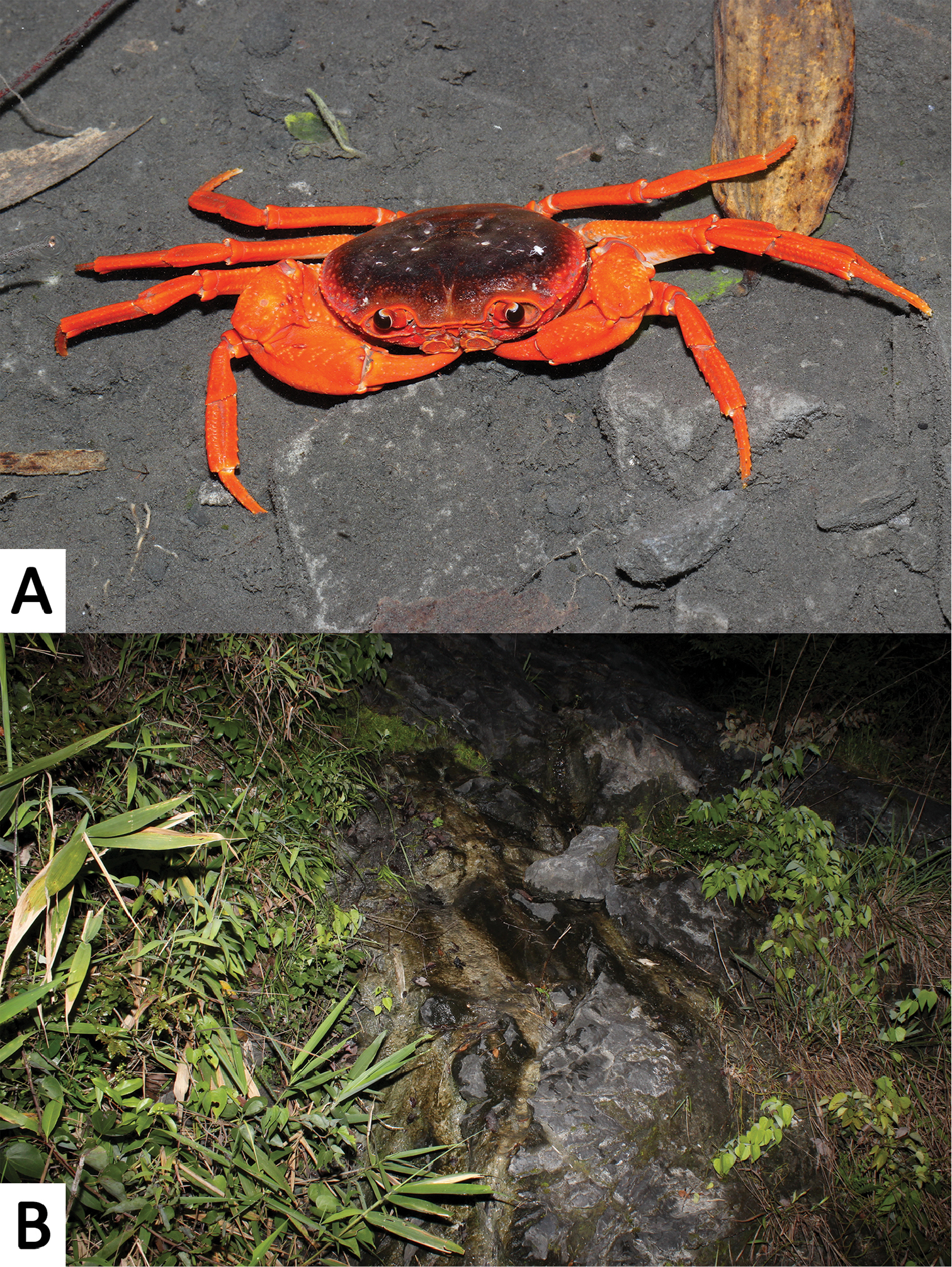 yuebeipotamon calciatile)是一个中国南方淡水蟹受潜在威胁的新种, b