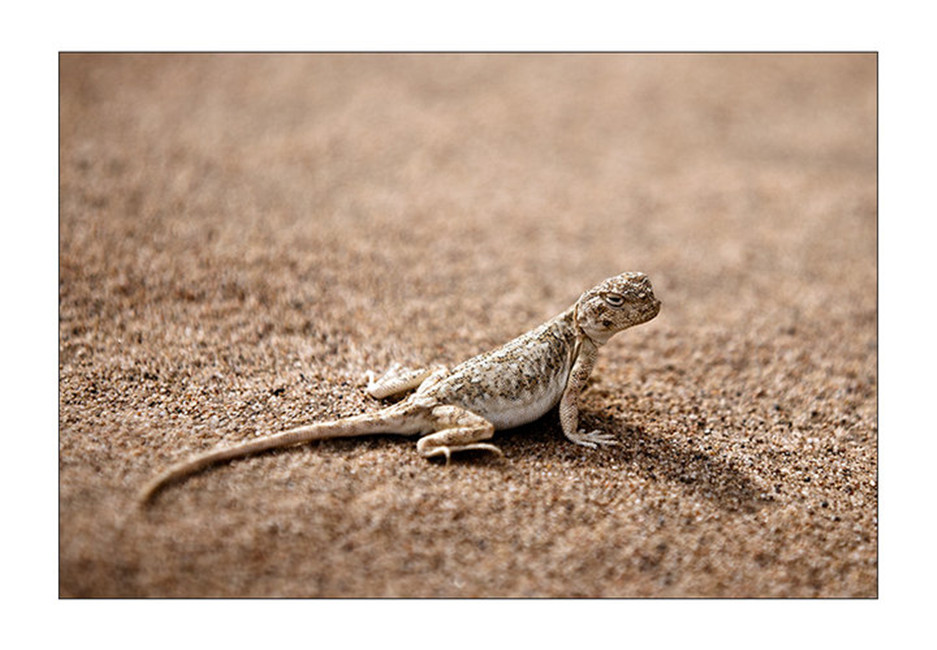 蜥(学名: i>phrynocephalus przewalskii /i>),鬣蜥科,沙蜥属爬行动物