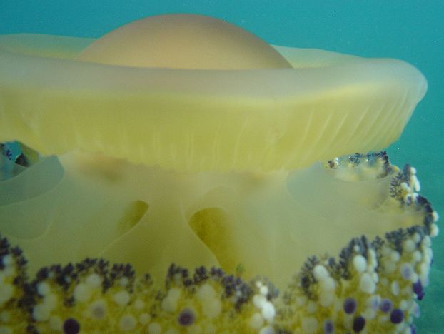  p>蛋黄水母(学名: i>cotylorhiza tuberculata /i>)是钵水母纲 a