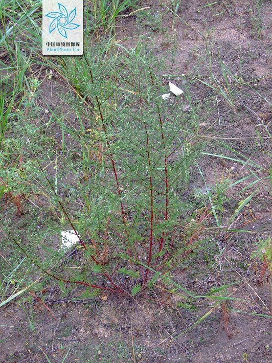  p>细杆沙蒿(学名:artemisia macilenta)是 a href="#">菊科 /a> a