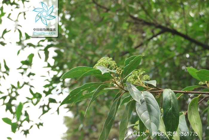  p>水红木(学名: i>viburnum cylindricum /i> buch. -ham. ex d.