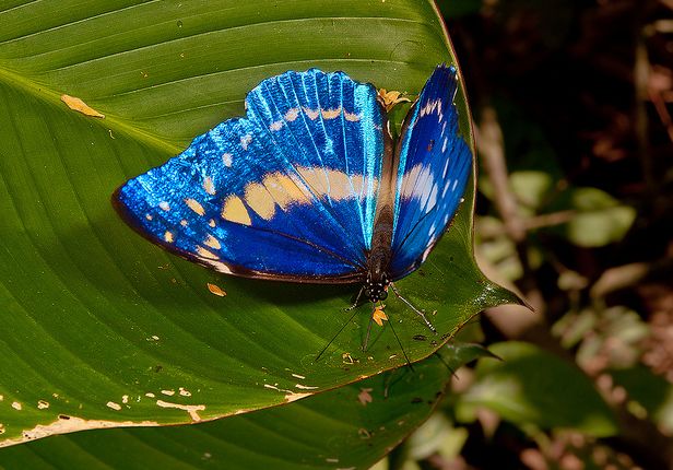 塞浦路斯闪蝶(学名:morpho cypris)是鳞翅目,蛱蝶科,闪蝶属的一种蝴蝶