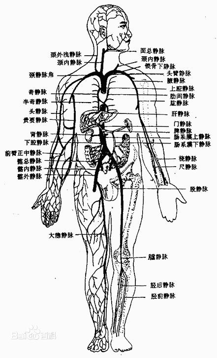 静脉回心血量