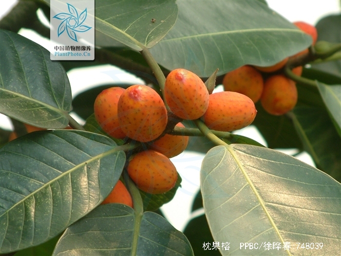  p>枕果榕(学名: i>ficus drupacea /i> thunb.