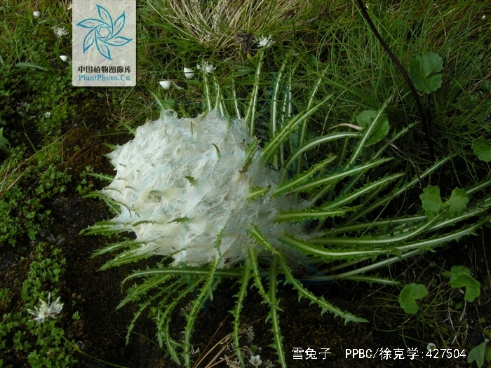  p>雪兔子(学名: i>saussurea gossipiphora /i> d.
