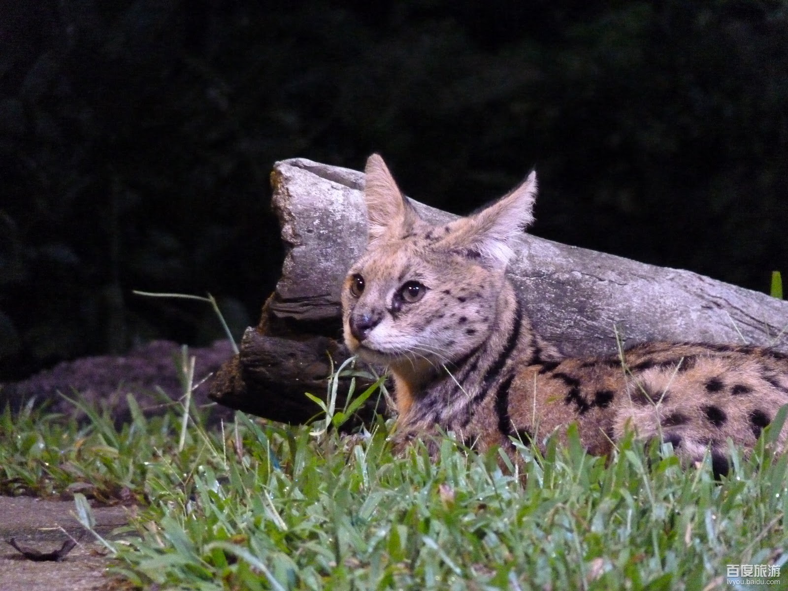  p>渔猫,是一种中等体型的 a target="_blank" href="/item/猫科动物