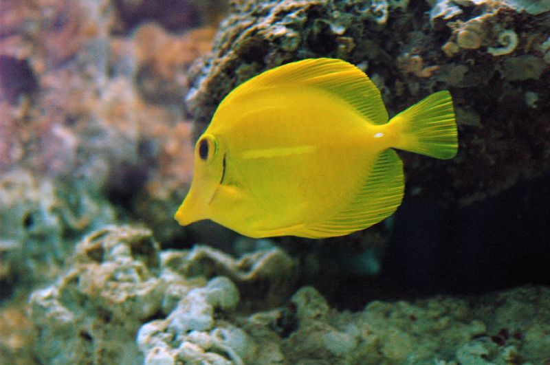  p>黄高鳍刺尾鱼(学名: i>zebrasoma flavescens /i>)其体卵圆而侧扁