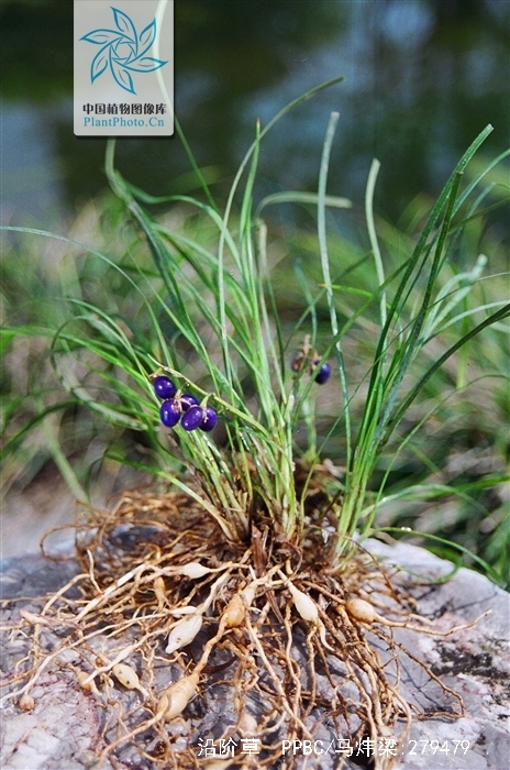 p>沿阶草(学名: i>ophiopogon bodinieri  /i>levl.)百合科草本.