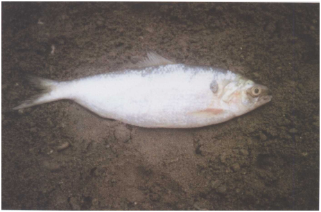 青鳞鱼 百度百科