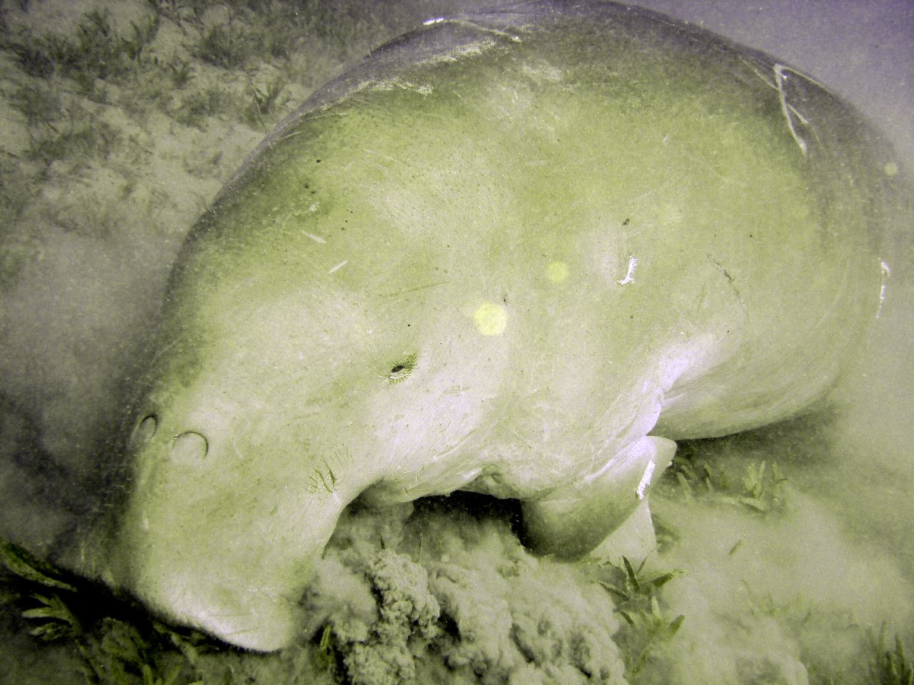  p>儒艮(学名: i>dugong dugon /i>),是一种海洋草食性 a href="#"