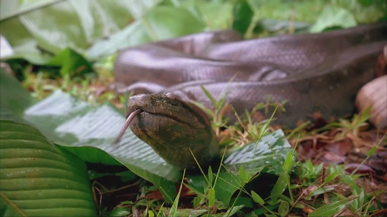  p>亚马逊森蚺(学名: i>eunectes murinus /i>),是当今世界上最大的蚺