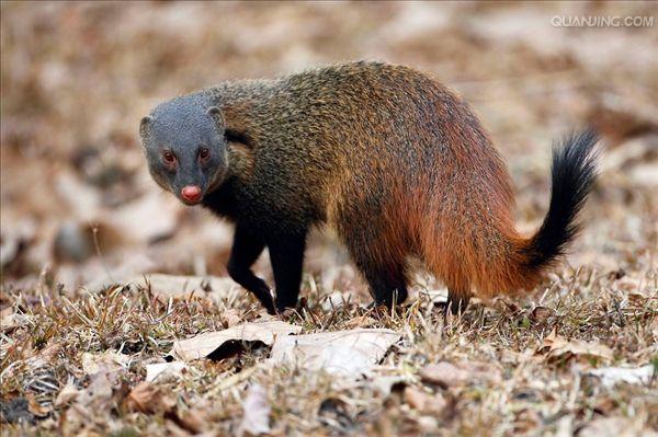  p>纹颈獴(学名 herpestes vitticollis) 是发现于 a href="#" data