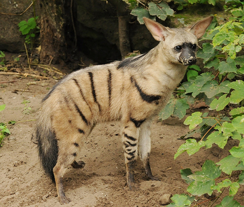  p>土狼(学名: i>proteles cristatus /i>):体长约80厘米,肩部高而