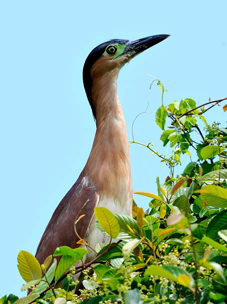  p>棕夜鹭(英文名称:rufous night-heron, nankeen night heron