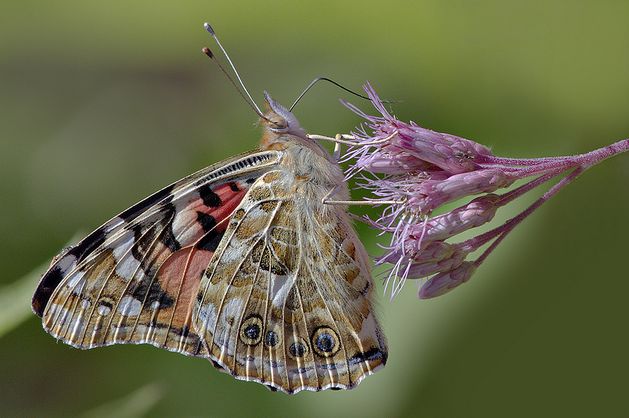  p>小红蛱蝶(学名: i>vanessa cardui /i>)是蛱蝶科红蛱蝶属的一种