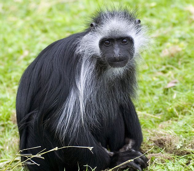  p>西非黑白疣猴(学名: i>colobus polykomos /i>):又名髯猴, a