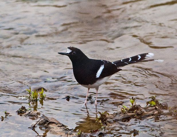  p>白额燕尾中国亚种(学名:enicurus leschenaulti sinensis)中型鸟类