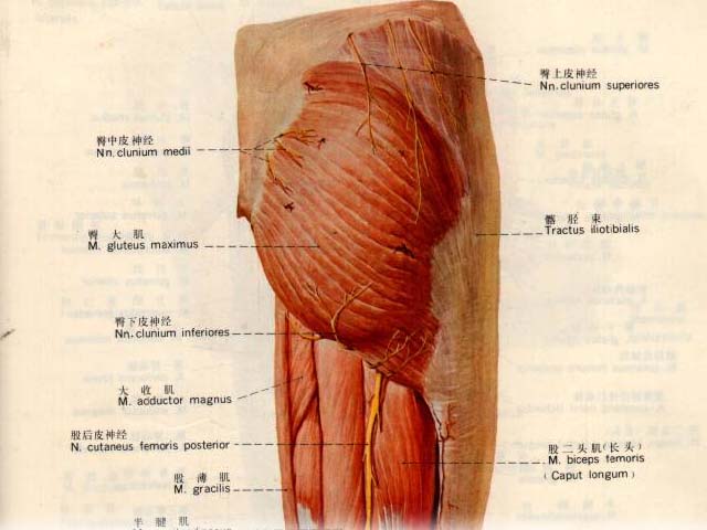 臀上皮神经嵌压征