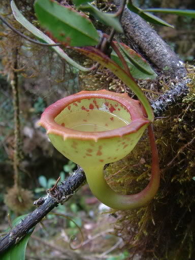  p>马桶猪笼草(nepenthes jamban),是苏门答腊北部特有的藤本热带 a