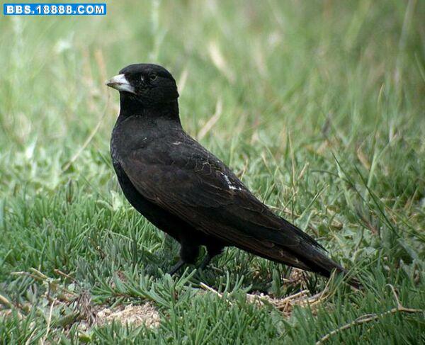  p>黑百灵(学名: i>melanocorypha yeltoniensis /i>),是百灵科百灵属