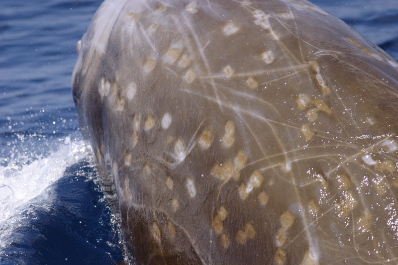  p>剑吻鲸 喜栖息于 a target="_blank" href="/item/深海区/2019915"