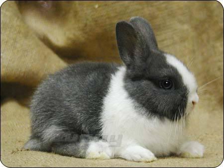 荷兰兔