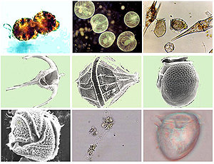  p>赤潮,又称红潮,国际上也称其为"有害藻类"或"红色幽灵".