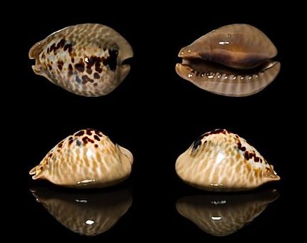  p>鼠宝螺(学名:muracypraea mus mus)是腹足纲宝螺科的 a href="#"