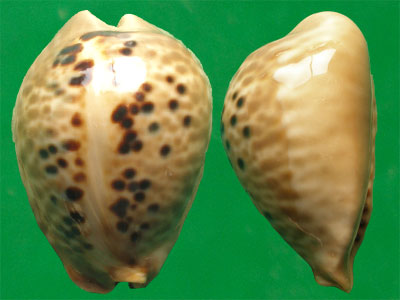  p>鼠宝螺(学名:muracypraea mus mus)是腹足纲宝螺科的 a href="#"