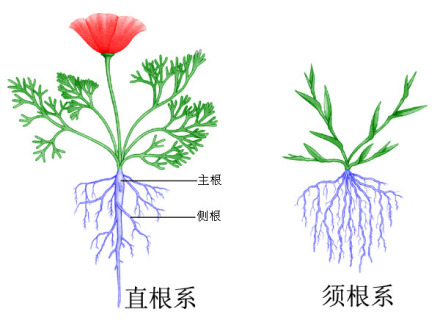 根系（一株植物全部根总称）_百度百科