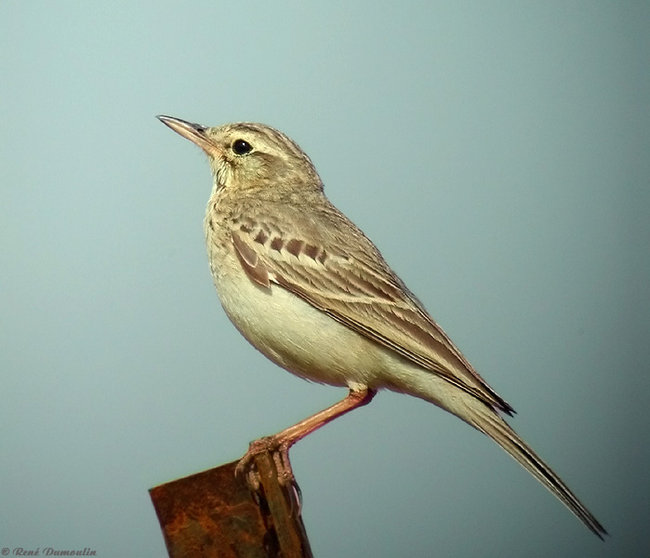  p>平原鹨新疆亚种(学名:anthus campestris griseus)是 a target="