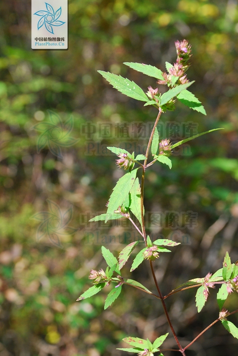 keiskea szechuanensis