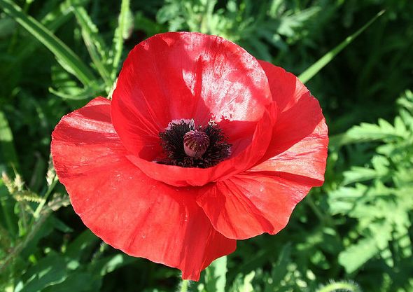 flanders field poppy