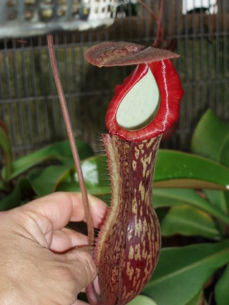  p>博世猪笼草是 a href="#" data-lemmaid="1473380">婆罗洲 /a>特有