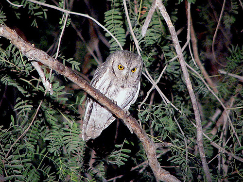 pallid scops owl